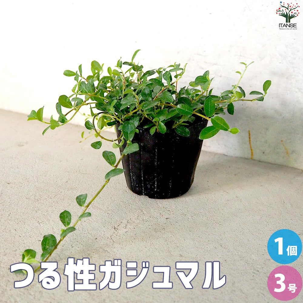 Amazon.co.jp: つる性ガジュマル 3号ポット 1個売り【品種で